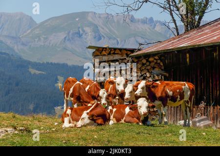 Eine Gruppe von Montbeliarde Kühen drängte sich gegen die majestätischen französischen Alpen Stockfoto