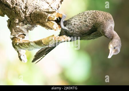 Little Cormorant, Microcarbo niger, Bandhavgarh, Madhya Pradesh, Indien Stockfoto