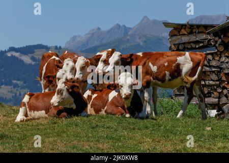 Eine Gruppe von Montbeliarde Kühen drängte sich gegen die majestätischen französischen Alpen Stockfoto