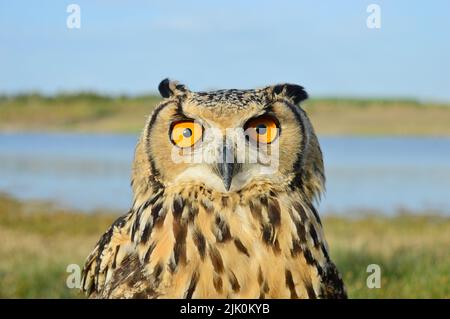 Nahaufnahme der indischen eagl-Eule, Bubo bengalensis, Satara, Maharashtra, Indien Stockfoto