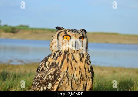 Indische Adlereule, Bubo bengalensis, Satara, Maharashtra, Indien Stockfoto