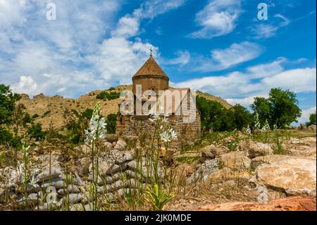 Wunderschöne Blumen auf der Van Akdamar Church Island. Armenische Kathedrale des Heiligen Kreuzes Aghtamar auf der Akdamar-Insel des Van-Sees, Türkei. Frühlingslandschaft Stockfoto