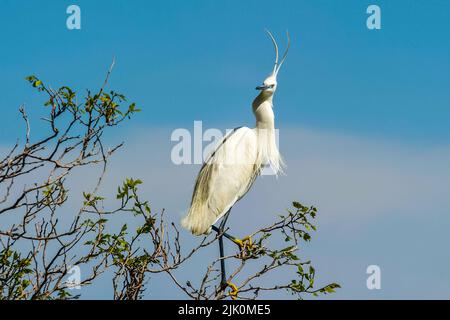 Kleiner Reiher oder Egretta garzetta. Weißer Reiher - ein weißer Vogel mit einem schlanken schwarzen Schnabel, langen schwarzen Beinen und, in der westlichen Rasse, gelben Füßen. Stockfoto