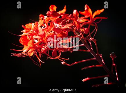 Rote Seerose aus Calgary Zoo Alberta Stockfoto