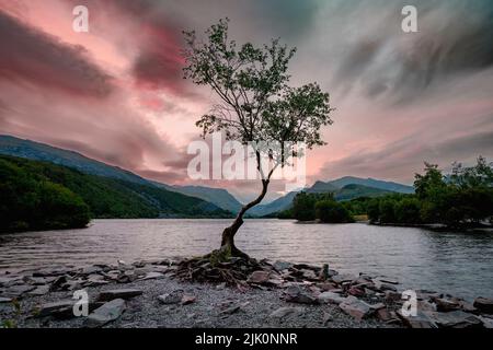 Der einsame Baum auf dem See Llyn Padarn in Llanberis im Snowdonia-Gebiet von Nord-Wales, Großbritannien Stockfoto