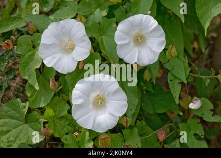 Große oder Heckenbindekraut (Calystegia sepium) weiß trompetenförmig, Blume zwischen Blättern eines kletternden Unkrauts, Berkshire, Juli Stockfoto