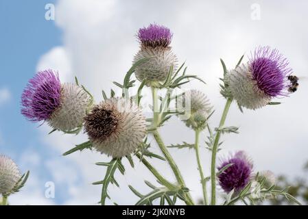 Die Wolldistel (Cirsium eriophorum) blüht auf einer hohen stacheligen Pflanze in verschiedenen Blütephasen von der Knospe bis zur Aussaat, in der Juli-Grafschaft von Bukshire Stockfoto