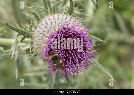 Wolldistel (Cirsium eriophorum) blüht mit purpurnen Scheibenblüten auf einer hohen stacheligen Blattpflanze und ungeöffneten Knospen, Bekshire, Juli. Stockfoto