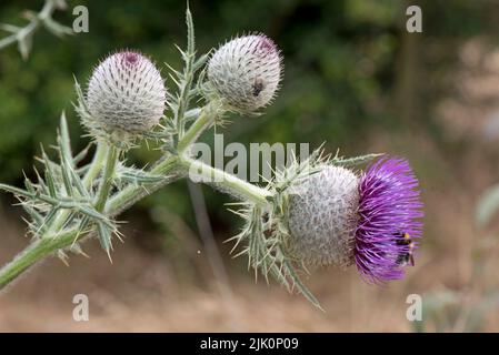 Wolldistel (Cirsium eriophorum) blüht mit purpurnen Scheibenblüten auf einer hohen stacheligen Blattpflanze und ungeöffneten Knospen, Bekshire, Juli. Stockfoto