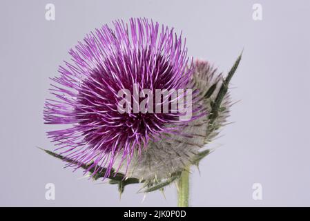 Wolldistel (Cirsium eriophorum), eine Blume mit violetten Bandscheibenblüten und kugelförmigem Blütenkopf, der mit Dornen und Webhaaren bedeckt ist, Stockfoto