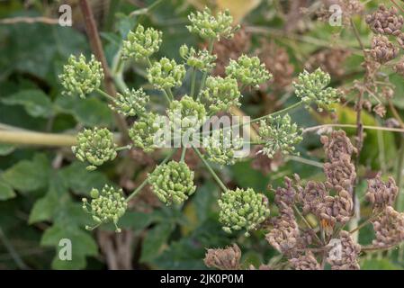 Grün unreif und braun reifende Samenköpfe von gewöhnlicher Hogweed (Heracleum sphondylium) Dolde, Bekshire, Juli Stockfoto