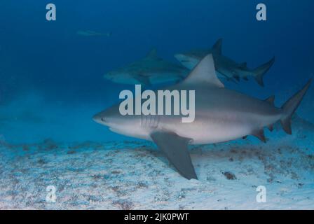 Drei Bullhaie schwimmen dicht am Sandboden Stockfoto