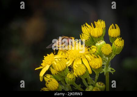 Eine harmlose Hover Fly mit großen roten Augen nippt Nektar aus den Blüten einer Ragwürzepflanze Stockfoto