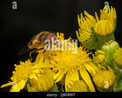 Eine harmlose Hover Fly mit großen roten Augen nippt Nektar aus den Blüten einer Ragwürzepflanze Stockfoto