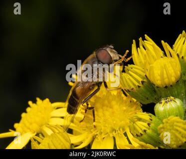 Eine harmlose Hover Fly mit großen roten Augen nippt Nektar aus den Blüten einer Ragwürzepflanze Stockfoto