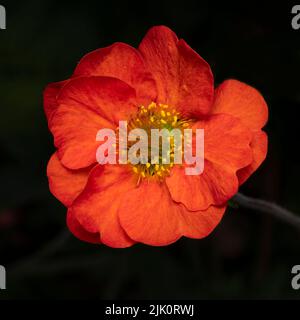 Eine Nahaufnahme einer schönen, leuchtend roten Geum-Blume, fotografiert vor dunklem Hintergrund Stockfoto