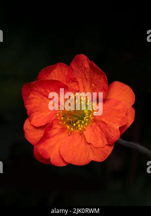 Eine Nahaufnahme einer schönen, leuchtend roten Geum-Blume, fotografiert vor dunklem Hintergrund Stockfoto