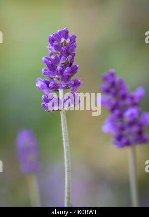 Eine Nahaufnahme einer Lavendelblüte vor einem Hintergrund von nicht fokussierenden Lavendelblüten Stockfoto