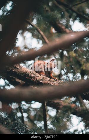 Ein rotes Eichhörnchen auf dem Ast im Wald Stockfoto