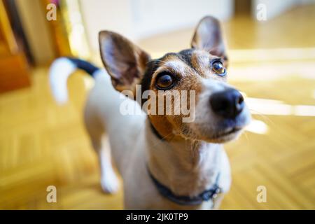 Jack russell Terrier Hund, der seinen Besitzer aufmerksam anschaut, um eine Bestellung zu erhalten. Madrid. Stockfoto