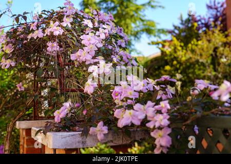 Rosa Blume kriechen auf einem Hausgartenzaun im Sommer. Madrid. Stockfoto