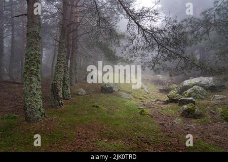 Geheimnisvolle verzauberte Waldlandschaft, Lichtung im Wald mit Licht vom Himmel kommen. Morcuera Madrid. Stockfoto