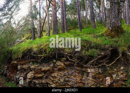 Grüner Wald mit hohen Bäumen und Boden mit Wurzeln in der Luft, Sonne scheint durch die Bäume. Guadarrama. Stockfoto