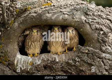 Junge Turmfalken in ihrem Nest Stockfoto