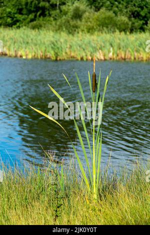 Eine Nahaufnahme einer Katzenpflanze in der Nähe eines ruhigen Wasserkörpers, umgeben von lebendigem grünem Gras in einer sonnigen Umgebung Stockfoto