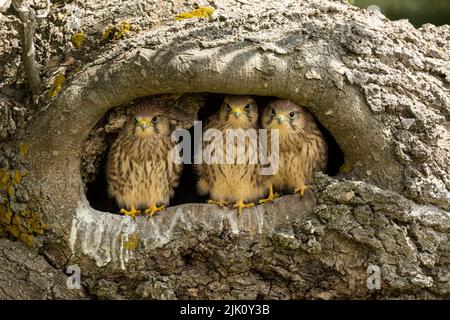 Junge Turmfalken in ihrem Nest Stockfoto