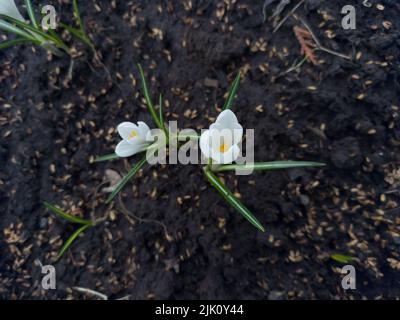 Weiße Krokusse wachsen auf dem Boden. Weicher Fokus der Frühlingsnatur mit Nahaufnahme von weißen Krokusblüten. Ard Schenk. Stockfoto