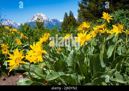 Nahaufnahme von fünf-nervigen kleinen Sonnenblumen, die an einem wolkenlosen Sommertag auf dem Signal Hill im Grand Teton National Park wachsen. Stockfoto