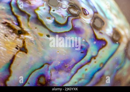 Haliotis Iris, Paua blackfoot. Schöne abstrakte Hintergrund Textur von bunten lila blau grün schillernden Abalone Muschel Nahaufnahme Makro-Aufnahme Stockfoto