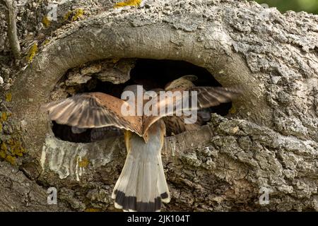 Junge Turmfalken in ihrem Nest Stockfoto