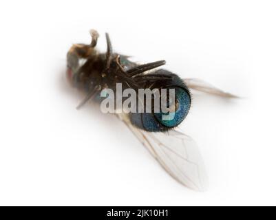 Fliegenklappe. Tötet die Fliege. Tote Fliege. Zerstörung von Fliegen als Träger einer bakteriellen Infektion, Einhaltung der Hygienevorschriften. Isoliert auf weißem Extreme cl Stockfoto