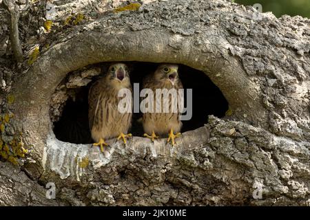 Junge Turmfalken in ihrem Nest Stockfoto