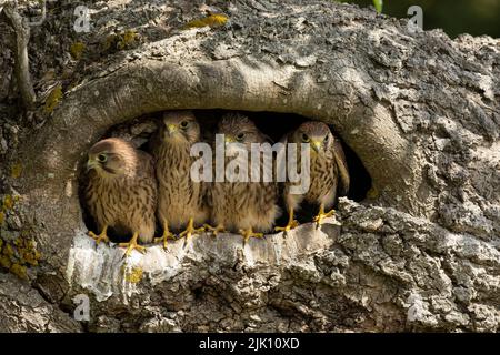 Junge Turmfalken in ihrem Nest Stockfoto