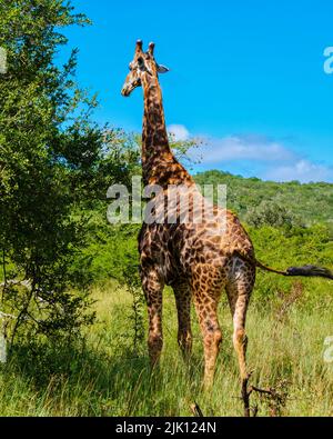 Giraffe in einer Savannah-Landschaft bei Sonnenuntergang in Südafrika im Klaserie Private Nature Reserve im Krüger Nationalpark Südafrika. Giraffe an einem Baum im Busch. Stockfoto