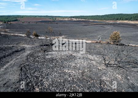 Hankley Common Wildfire, Surrey, England, Großbritannien. Fotografiert 5 Tage nach dem Großbrand, der am 24.. Juli 2022 ausbricht, und wurde vom Surrey Fire & Rescue Service zu einem Großschaden erklärt. Dies war das dritte einer Reihe von Bränden, die während des heißen, trockenen Wetters im Juli dieses Jahres üblich waren. Eine Fläche von 50 oder mehr Hektar Heide, ein wertvoller Lebensraum für bodenbrütende Vögel und seltene Reptilien, wurde zerstört. Die Feuerwehr überwacht weiterhin den Standort und dämpft alle Hotspots. Die Ursache des Feuers bleibt unbekannt. Stockfoto