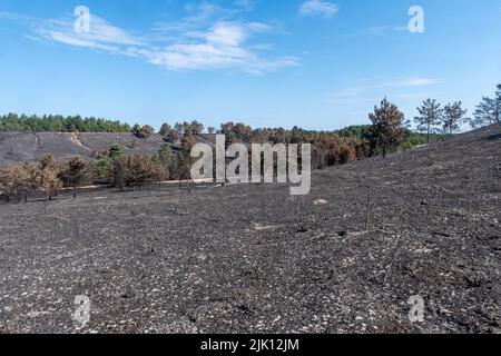 Hankley Common Wildfire, Surrey, England, Großbritannien. Fotografiert 5 Tage nach dem Großbrand, der am 24.. Juli 2022 ausbricht, und wurde vom Surrey Fire & Rescue Service zu einem Großschaden erklärt. Dies war das dritte einer Reihe von Bränden, die während des heißen, trockenen Wetters im Juli dieses Jahres üblich waren. Eine Fläche von 50 oder mehr Hektar Heide, ein wertvoller Lebensraum für bodenbrütende Vögel und seltene Reptilien, wurde zerstört. Die Feuerwehr überwacht weiterhin den Standort und dämpft alle Hotspots. Die Ursache des Feuers bleibt unbekannt. Stockfoto