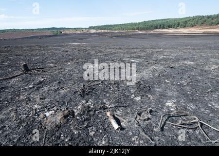 Hankley Common Wildfire, Surrey, England, Großbritannien. Fotografiert 5 Tage nach dem Großbrand, der am 24.. Juli 2022 ausbricht, und wurde vom Surrey Fire & Rescue Service zu einem Großschaden erklärt. Dies war das dritte einer Reihe von Bränden, die während des heißen, trockenen Wetters im Juli dieses Jahres üblich waren. Eine Fläche von 50 oder mehr Hektar Heide, ein wertvoller Lebensraum für bodenbrütende Vögel und seltene Reptilien, wurde zerstört. Die Feuerwehr überwacht weiterhin den Standort und dämpft alle Hotspots. Die Ursache des Feuers bleibt unbekannt. Stockfoto