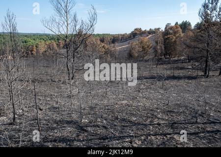 Hankley Common Wildfire, Surrey, England, Großbritannien. Fotografiert 5 Tage nach dem Großbrand, der am 24.. Juli 2022 ausbricht, und wurde vom Surrey Fire & Rescue Service zu einem Großschaden erklärt. Dies war das dritte einer Reihe von Bränden, die während des heißen, trockenen Wetters im Juli dieses Jahres üblich waren. Eine Fläche von 50 oder mehr Hektar Heide, ein wertvoller Lebensraum für bodenbrütende Vögel und seltene Reptilien, wurde zerstört. Die Feuerwehr überwacht weiterhin den Standort und dämpft alle Hotspots. Die Ursache des Feuers bleibt unbekannt. Stockfoto