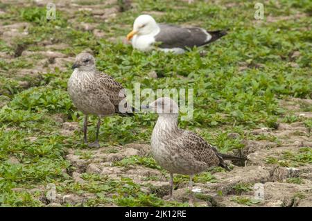 Kleinmöwenküken und Erwachsene, Larus fuscus, Skomer Island, Pembrokeshire, Wales, Großbritannien, Europa Stockfoto