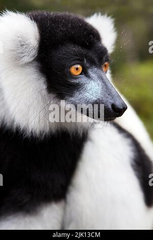 Schwarz-weiß-geraffter Lemur, Lemur Island. Madagaskar, Afrika Stockfoto