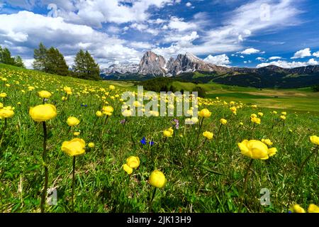 Globeflowers (Trollius) Blumen, Familie Buttercup, blüht in den grünen Wiesen am Fuße des Langkofels und Sassopiatto, Seiser Alm, Dolomiten Stockfoto