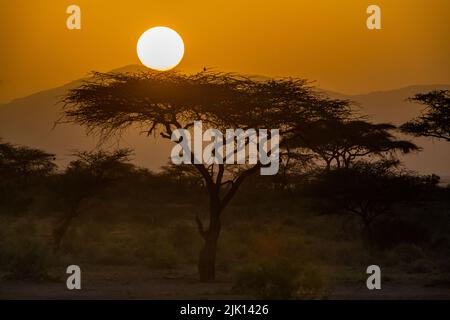 Sonnenuntergang im Buffalo Springs National Reserve, Samburu National Park, Kenia Stockfoto