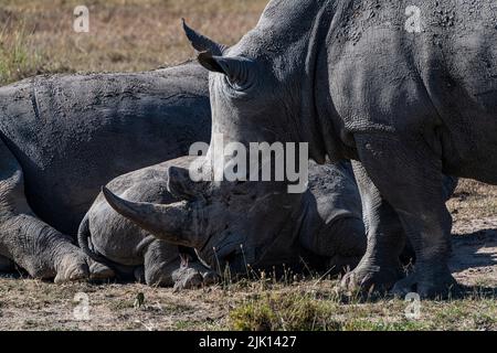 Südliches Weißnashorn (südliches Vierlippnashorn) (Ceratotherium simum simum), Oi Pejeta Natural Conservancy, Kenia Stockfoto