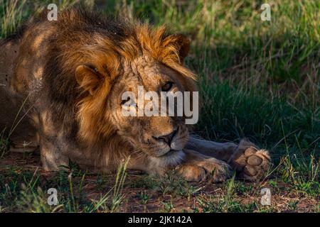 Lion (Panthera leo), Buffalo Springs National Reserve, Samburu National Park, Kenia Stockfoto