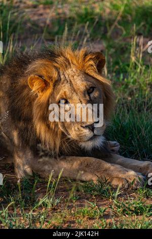 Lion (Panthera leo), Buffalo Springs National Reserve, Samburu National Park, Kenia Stockfoto