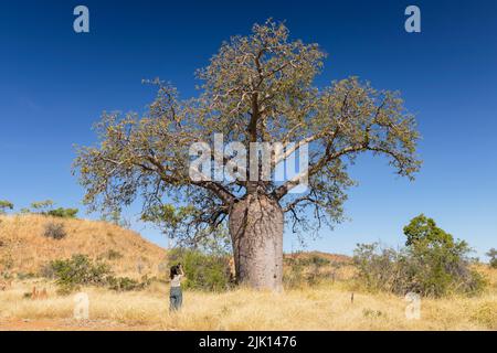 In Kimberley, Westaustralien, steht eine Frau vor einem großen Boab-Baum Stockfoto